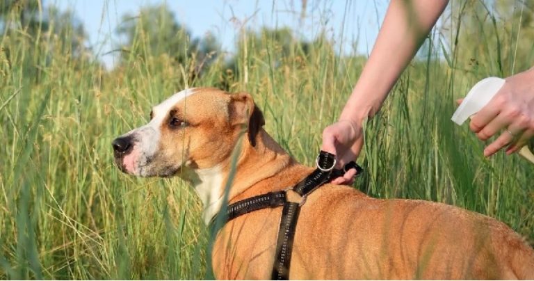 5-trucos-efectivos-para-ahuyentar-moscas-de-tu-perro-y-mantenerlo-comodo