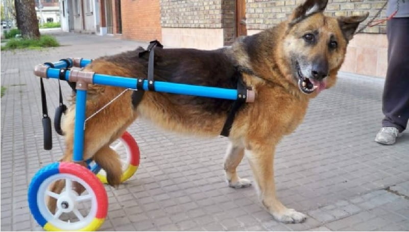 En este momento estás viendo Crea una silla de ruedas para tu mejor amigo: guía paso a paso