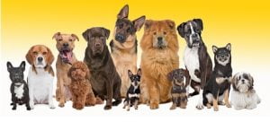 Lee más sobre el artículo Descubre los diferentes tipos de pedigree en perros y su importancia en la cría responsable