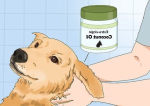 Lee más sobre el artículo Elimina las pulgas de tu perro con aceite de coco: un remedio natural efectivo