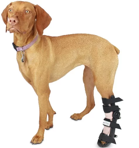 Ferula para Perro