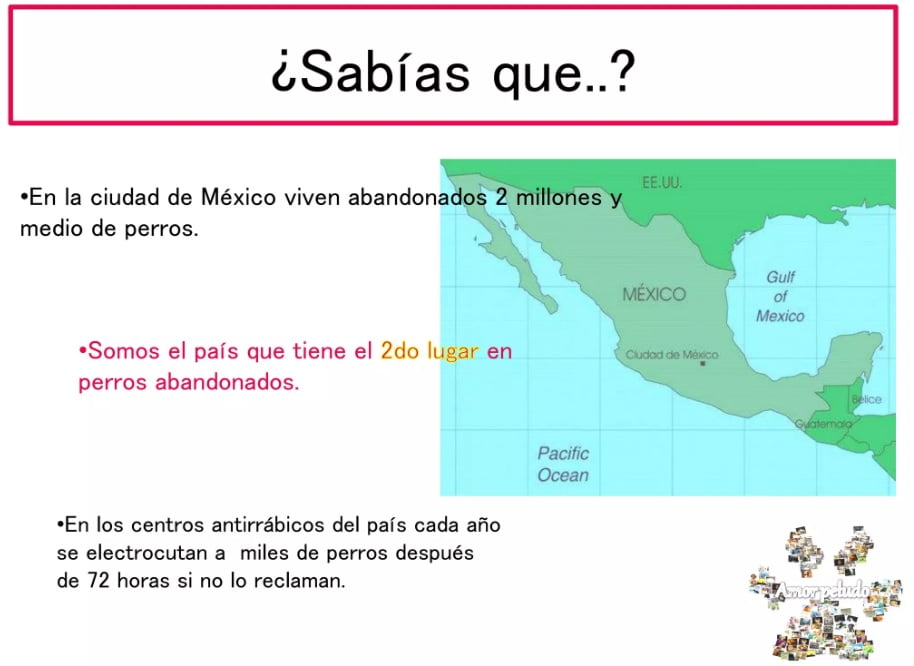 Mapa de los lugares con mayor cantidad de perros callejeros en México