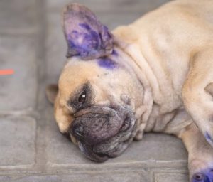 Lee más sobre el artículo Alerta canina: la violeta de genciana puede ser tóxica para tu perro