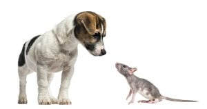 Lee más sobre el artículo Alerta: Cómo las ratas pueden poner en peligro la salud de tus perros con la transmisión de rabia