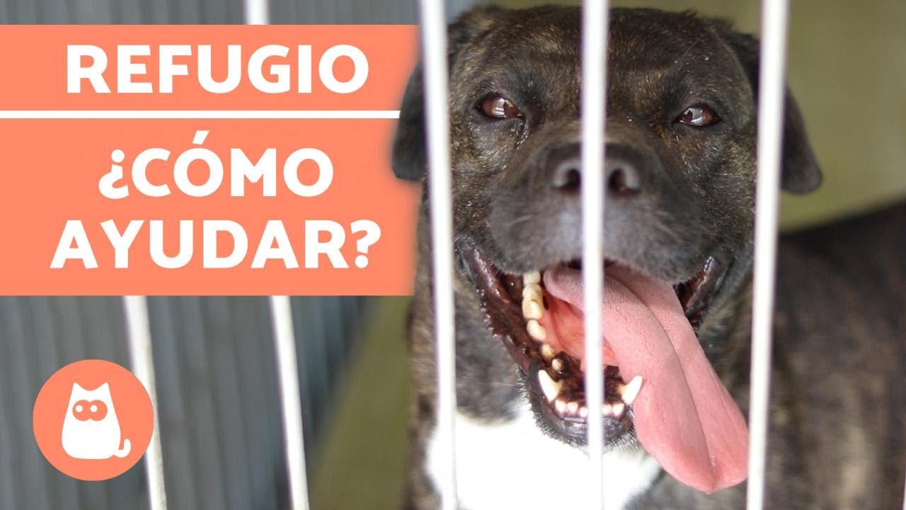 En este momento estás viendo Aprende cómo funciona un refugio para perros y descubre cómo puedes ayudar