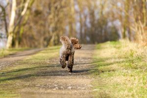 Lee más sobre el artículo Ayuda a encontrar a estos peludos: avisos de perros perdidos