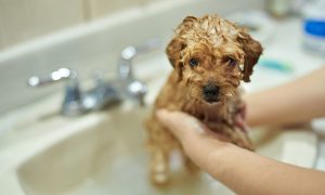 Lee más sobre el artículo Baño natural para perros: cuida su piel y pelaje de manera saludable