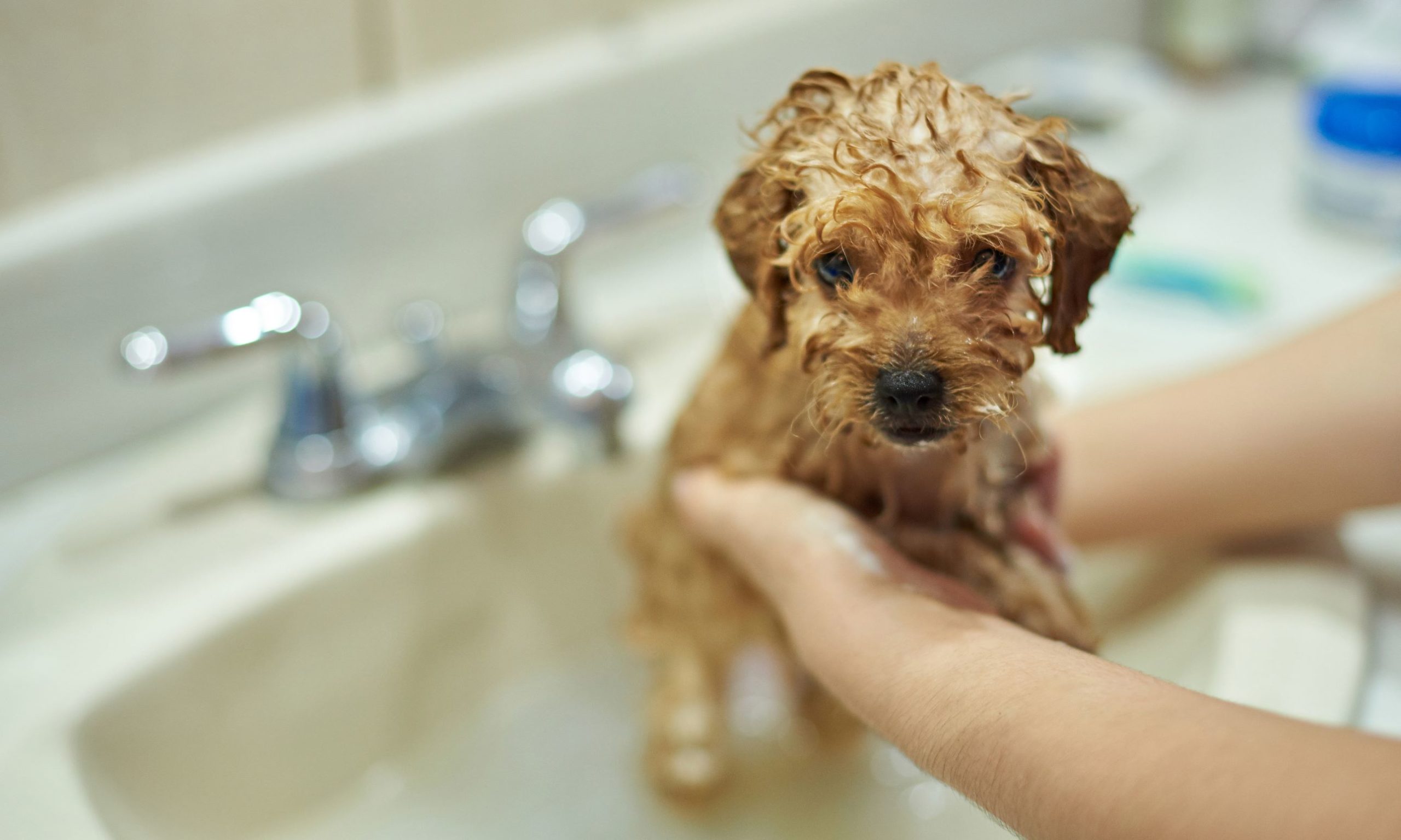 En este momento estás viendo Baño natural para perros: cuida su piel y pelaje de manera saludable