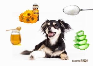 Lee más sobre el artículo Beneficios de la miel en las heridas de tu perro: una opción natural y efectiva