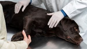 Lee más sobre el artículo Beneficios de la quiropráctica en perros: mejora su calidad de vida