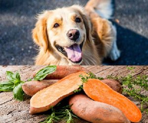 Lee más sobre el artículo ¿Es seguro para los perros comer camote? Descubre la respuesta aquí