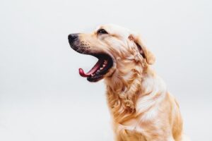 Lee más sobre el artículo Cómo calmar los espasmos musculares en perros: consejos y trucos