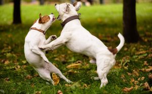Lee más sobre el artículo ¿Cómo detener una pelea de perros de manera segura y efectiva?