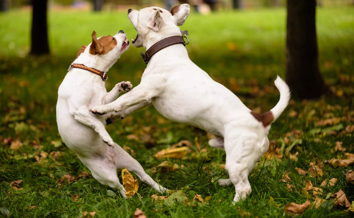 En este momento estás viendo ¿Cómo detener una pelea de perros de manera segura y efectiva?
