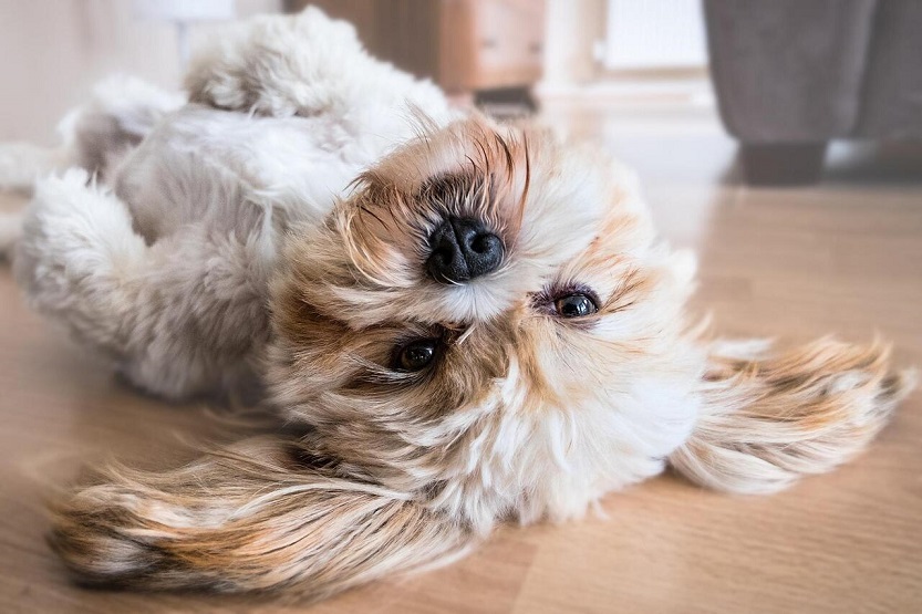 En este momento estás viendo Cómo eliminar las pulgas en los perros: consejos y trucos para un pelo saludable