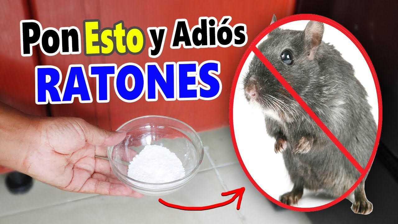 En este momento estás viendo Cómo eliminar ratas teniendo perros: consejos y trucos para una limpieza rápida