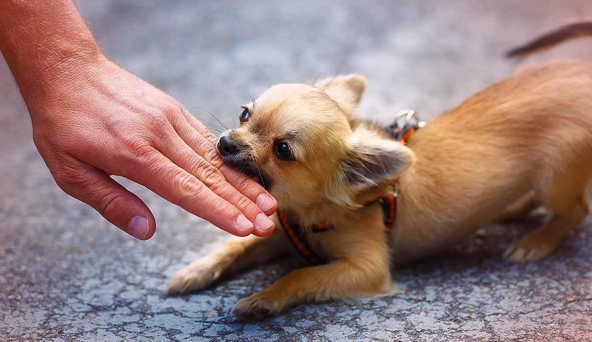 En este momento estás viendo Cómo prevenir y tratar la mordedura de rata en perros.