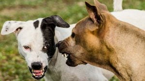 Lee más sobre el artículo ¿Cómo separar a dos perros en un cruce? Consejos y técnicas efectivas