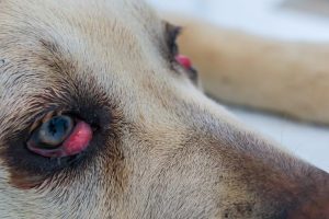 Lee más sobre el artículo Cómo tratar la carnosidad en los ojos de los perros: consejos para mantener la salud ocular de tu mascota.