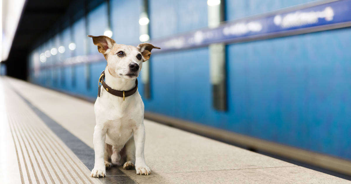 En este momento estás viendo ¡Conoce las normas y recomendaciones para viajar con tu perro en el metro!