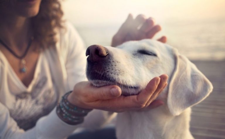 conoce-los-5-derechos-fundamentales-de-los-animales-y-unete-a-su-defensa