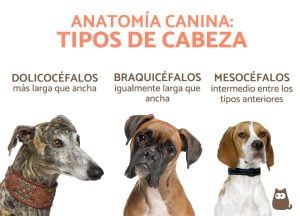 Lee más sobre el artículo Conoce los diferentes tipos de cráneos en perros y su importancia en su salud y comportamiento