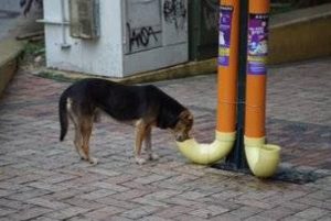Lee más sobre el artículo Conoce qué alimentos son seguros para alimentar a un perro callejero