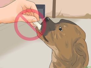 Lee más sobre el artículo Consejos para atrapar a un perro esquivo y llevarlo a un lugar seguro