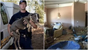 Lee más sobre el artículo Conviértete en un héroe canino: Cómo ayudar a un perro abandonado en una casa