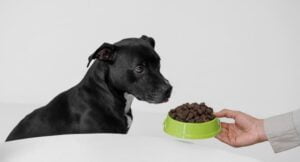Lee más sobre el artículo Croquetas para perros en inglés: recetas y consejos para un sabor irresistible