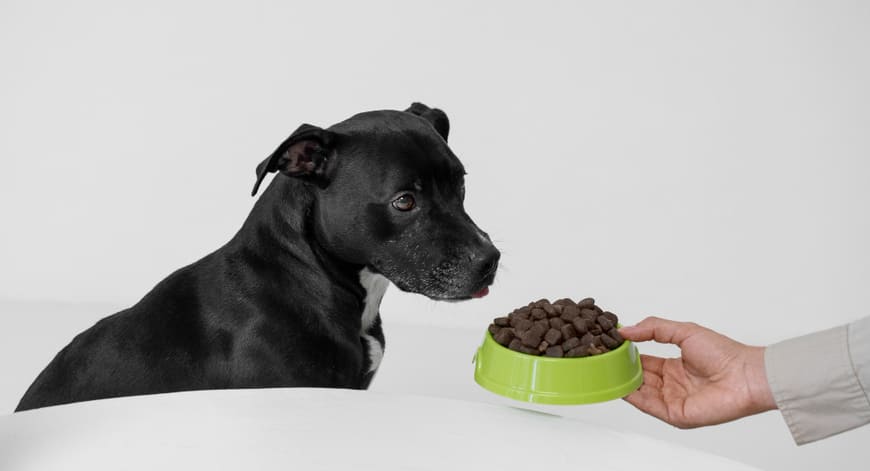 En este momento estás viendo Croquetas para perros en inglés: recetas y consejos para un sabor irresistible