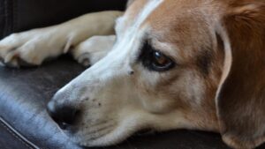 Lee más sobre el artículo Cuanto cuesta la eutanasia para perros en México: información esencial