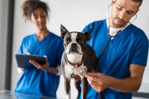 Lee más sobre el artículo Cuanto cuesta la vacuna de la rabia para perros: información esencial para tus mascotas