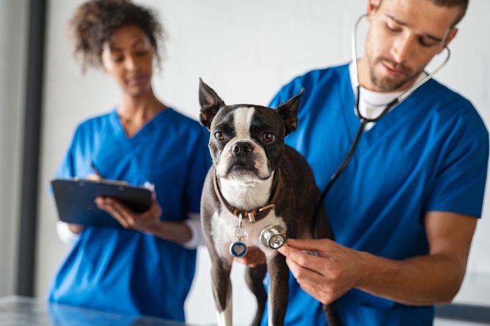 En este momento estás viendo Cuanto cuesta la vacuna de la rabia para perros: información esencial para tus mascotas