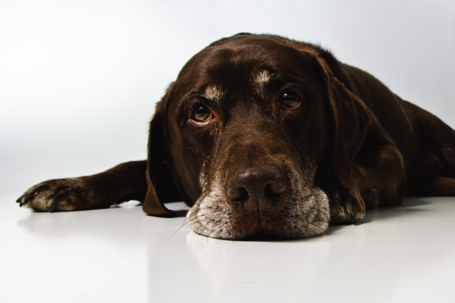 En este momento estás viendo Cuanto dura la anestesia en perros: información esencial para los propietarios