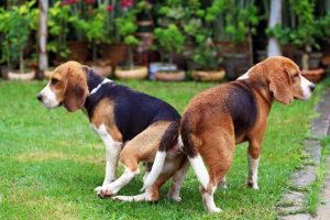 Lee más sobre el artículo ¿Cuánto tiempo es normal que los perros estén pegados durante el apareamiento?