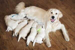 Lee más sobre el artículo Cuántos meses dura el embarazo de los perros: guía detallada