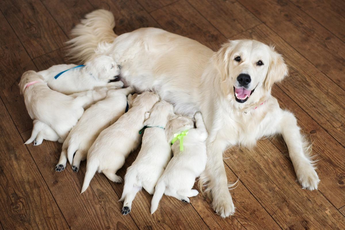 En este momento estás viendo Cuántos meses dura el embarazo de los perros: guía detallada