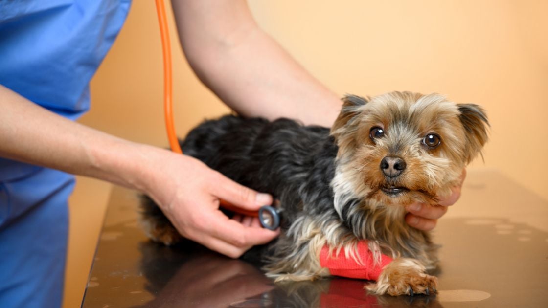 En este momento estás viendo Daño hepático en perros: curación rápida y eficaz