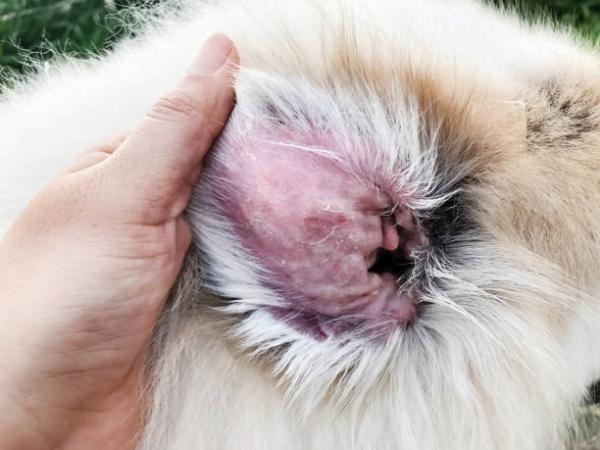 En este momento estás viendo Dermatología: cómo tratar las manchas oscuras en la piel de los perros