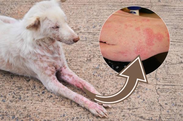 En este momento estás viendo Dermatritis en perros: cómo evitar que se propague a los humanos