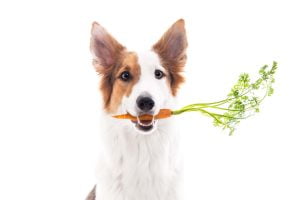 Lee más sobre el artículo Descubre cómo los nopales pueden ser una opción saludable para alimentar a tu perro