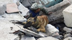Lee más sobre el artículo Descubre cómo los perros de rescate salvan vidas en situaciones de emergencia
