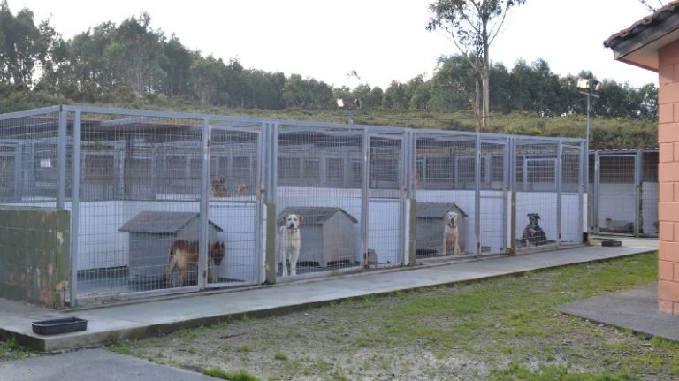 descubre-como-marcar-la-diferencia-como-ayudar-a-un-refugio-de-animales