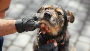 Lee más sobre el artículo Descubre cómo puedes ayudar a un perro abandonado y cambiar su vida para siempre