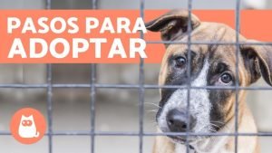 Lee más sobre el artículo Descubre el paso a paso del protocolo de adopción de perros abandonados