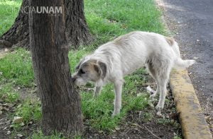 Lee más sobre el artículo Descubre la cantidad de refugios de animales en México y cómo ayudar a los perros abandonados