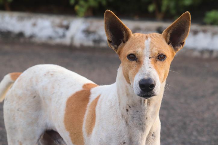 En este momento estás viendo Descubre la importancia de ayudar a los perros callejeros: su bienestar es nuestro objetivo