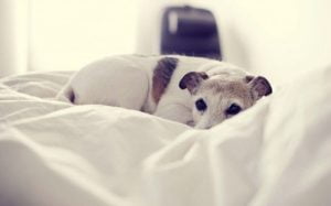 Lee más sobre el artículo Descubre la razón por la que los perros duermen enroscados: un comportamiento instintivo