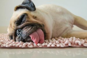 Lee más sobre el artículo Descubre las posibles causas detrás de la muerte súbita en perros